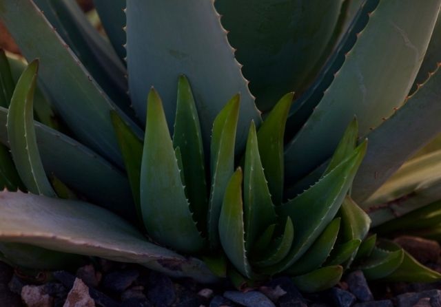 Aloe vera para picaduras de mosquitos
